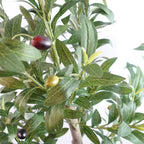 The Portofino Olive 120cm